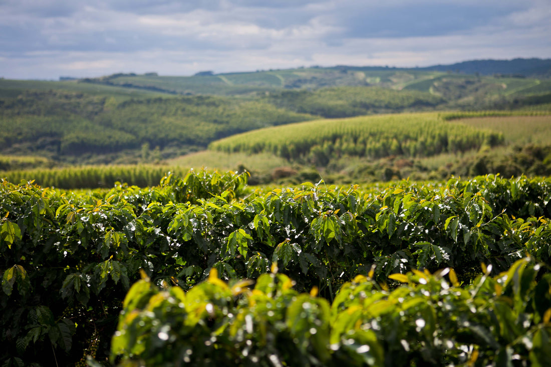 U.S. Import Tariffs and the Impact on the Specialty Coffee Industry