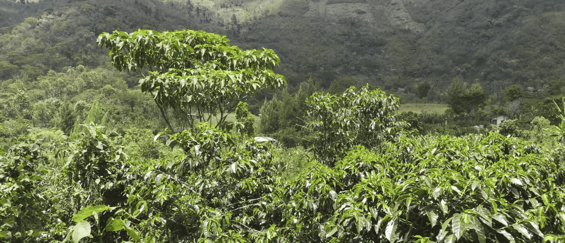 Back for 2025 | Gaspar Pérez Cardona Huehuetenango Microlot