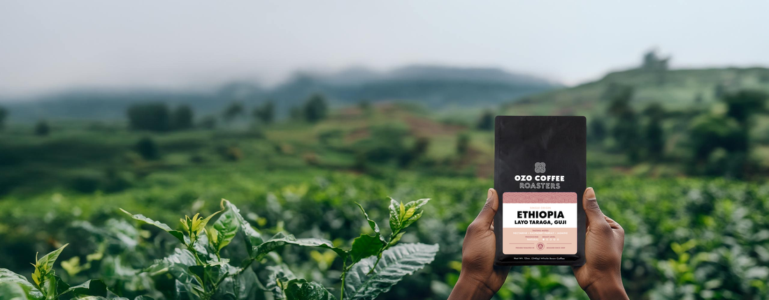 Layo Taraga: A Naturally Processed Gem from Ethiopia’s Guji Zone