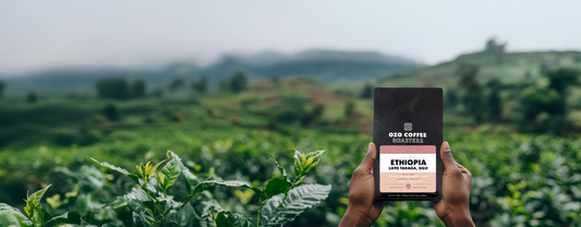 Layo Taraga: A Naturally Processed Gem from Ethiopia’s Guji Zone