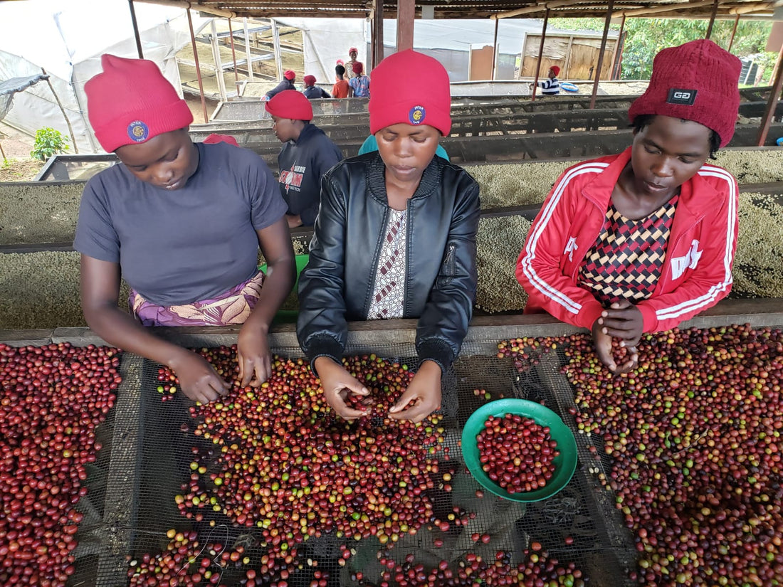 From the Heart of Rwanda: Sholi Women's Lot Natural Red Bourbon