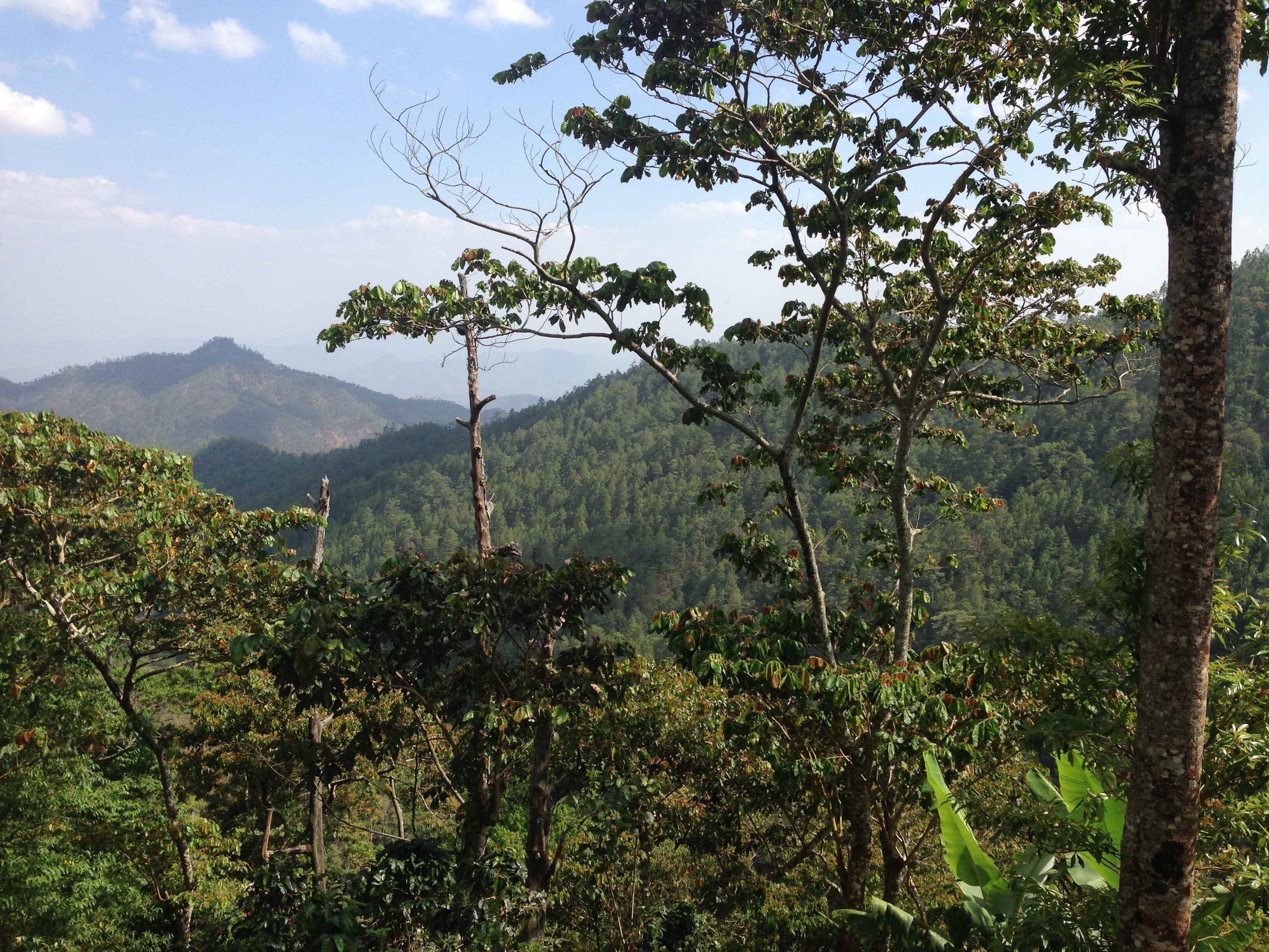 Nicaragua Paraiso Microlot Coffee | Washed & Natural OZO – OZO