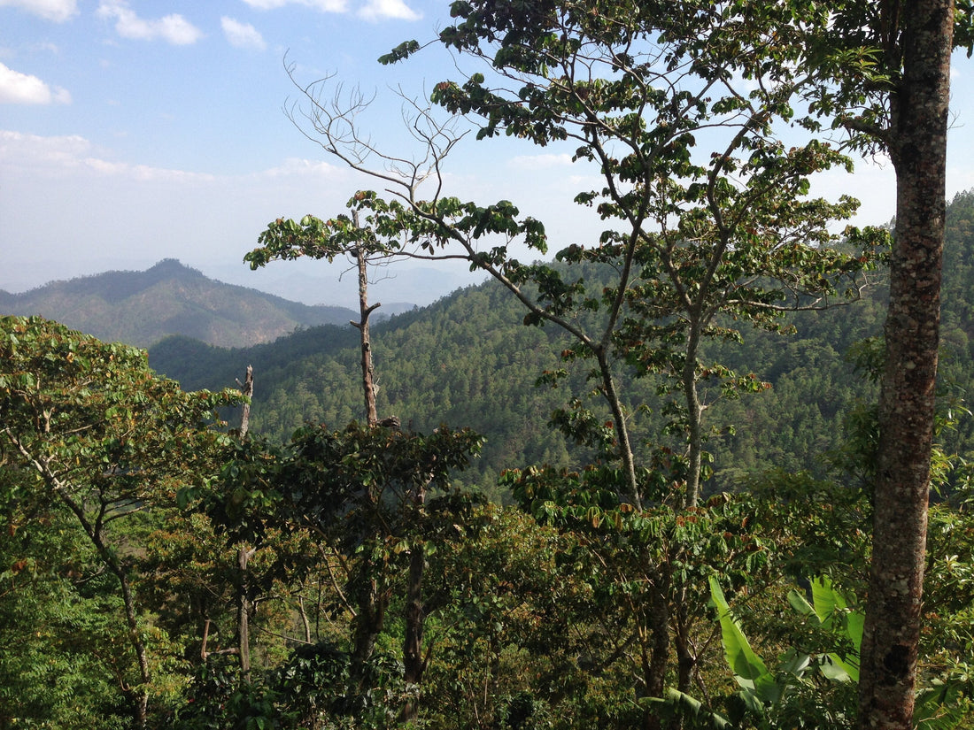 Nicaragua La Peña Natural Pacamara: A Decade of Partnership