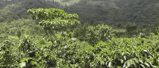 Back for 2025 | Gaspar Pérez Cardona Huehuetenango Microlot