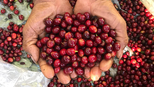 A Rare and Elegant Natural Geisha from the Pacas Family