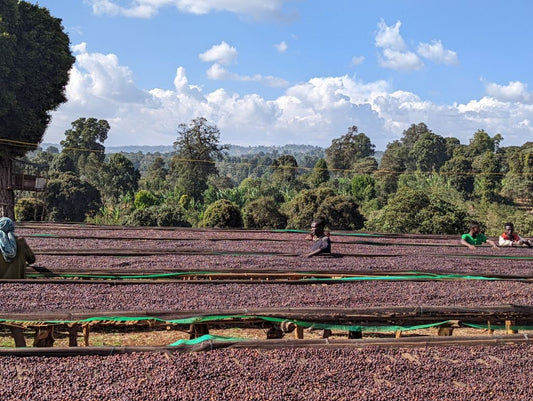 New Release | Ethiopia Ardi 2023