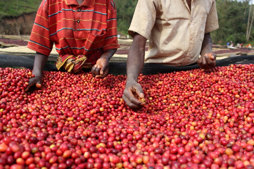 New Release | Burundi Kibingo Natural