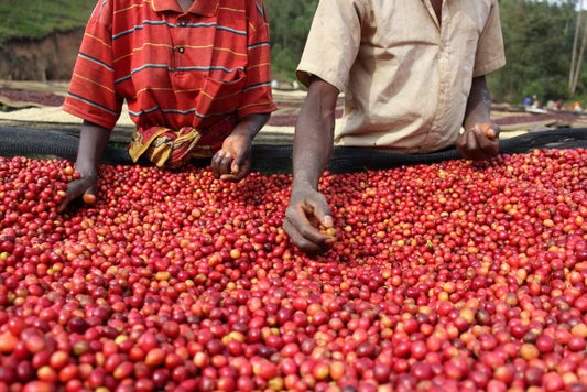 New Release | Burundi Kibingo Natural