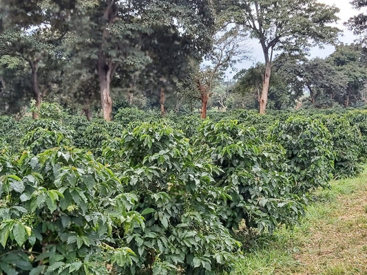 New Release: Kenya Endebess Estate Coffee - Volcanic & Vibrant