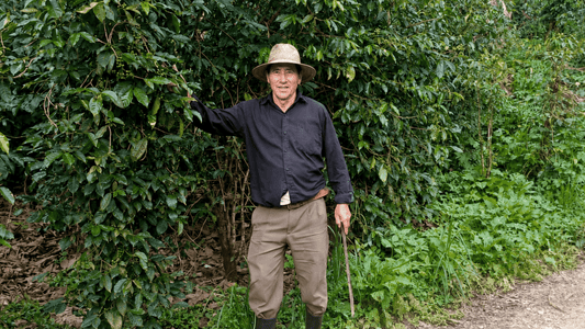 Guatemala Agusto López: A Washed Caturra & Bourbon Microlot from CODECH