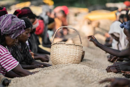 Ethiopia Chelchele Coffee Release
