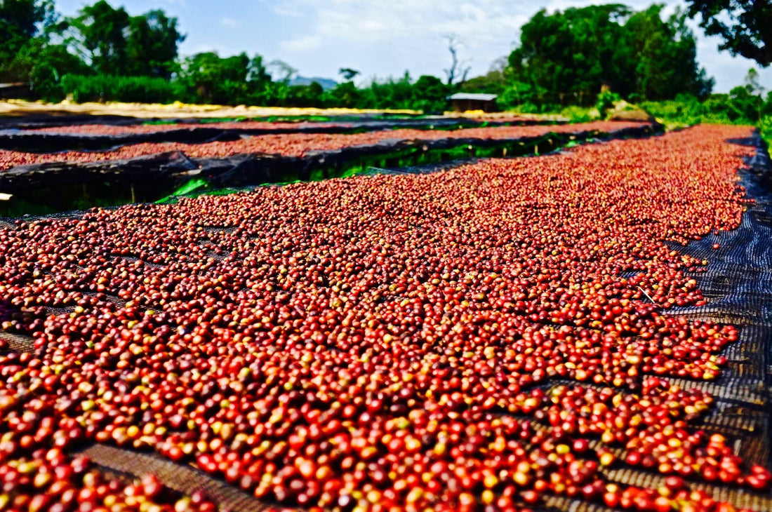 Ethiopia Jimma: A Natural Heirloom Lot from Yeche Elfeta
