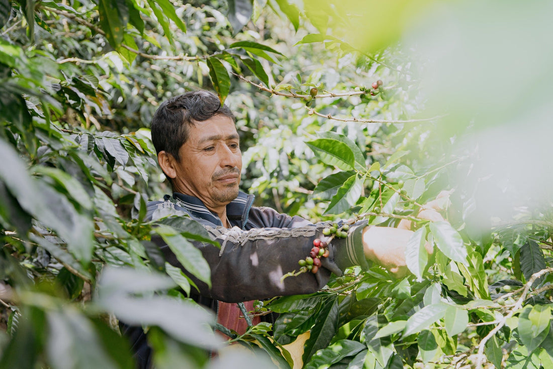 Peru Jaime Rivera Pintado: A Washed Caturra & Bourbon Microlot from La Prosperidad de Chirinos