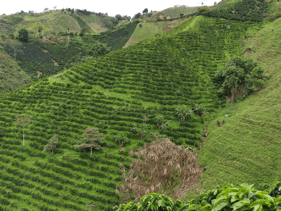 Colombia Jhoan Vergara: A Mosto Washed Chiroso Microlot from Finca Las Flores