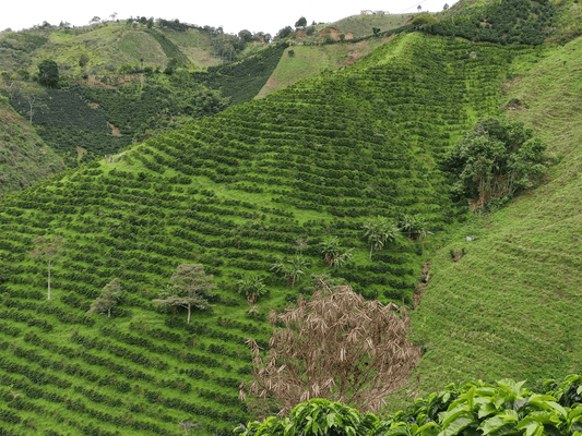 Colombia Jhoan Vergara: A Mosto Washed Chiroso Microlot from Finca Las Flores
