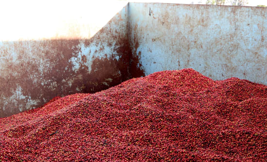 Kenya Nyeri AA: A Classic Washed Coffee from the Central Highlands