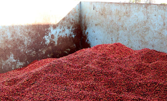 Kenya Nyeri AA: A Classic Washed Coffee from the Central Highlands
