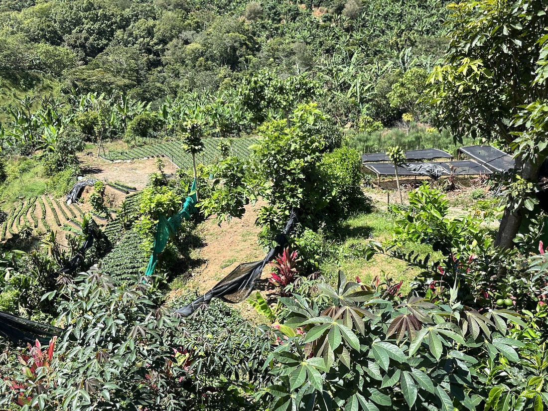 Costa Rica Nazareth Robles: A Natural Catuai Microlot from El Balar