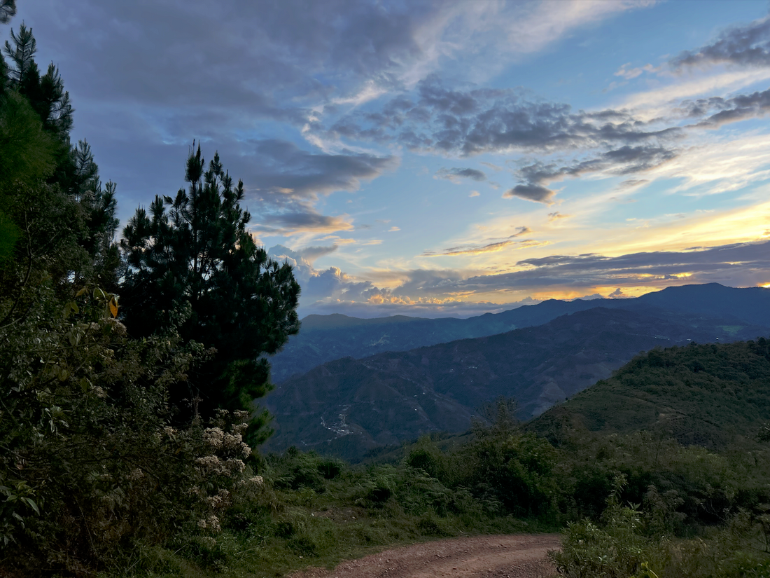 From the Mountains of Cajamarca: Peru Clemente Guerrero Choquehuanca Washed Caturra Microlot